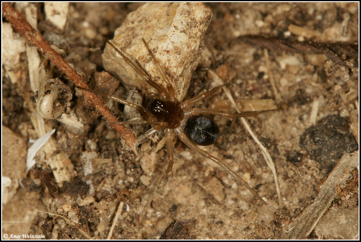 Araneae d''Israele